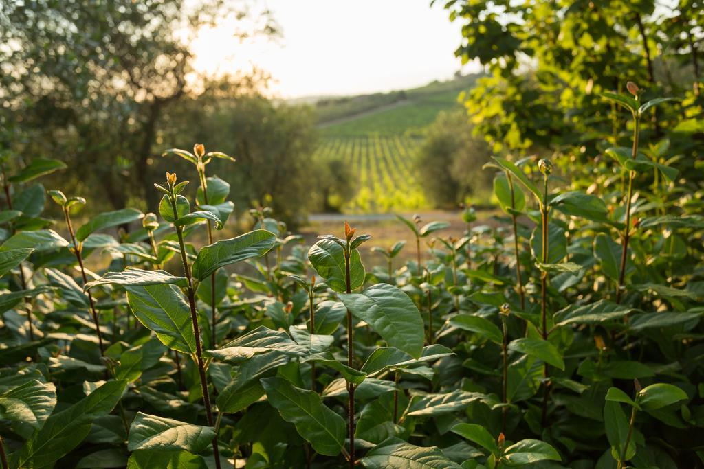 Tenuta Di Monaciano Ponte A Bozzone Exteriör bild